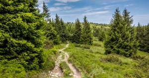 Que faire dans le massif des Vosges cet été ?, lisela, voyages, vosges, excursion, week-end, duo, famille, groupe, nature